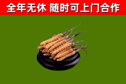 泰来县烟酒回收冬虫夏草.jpg